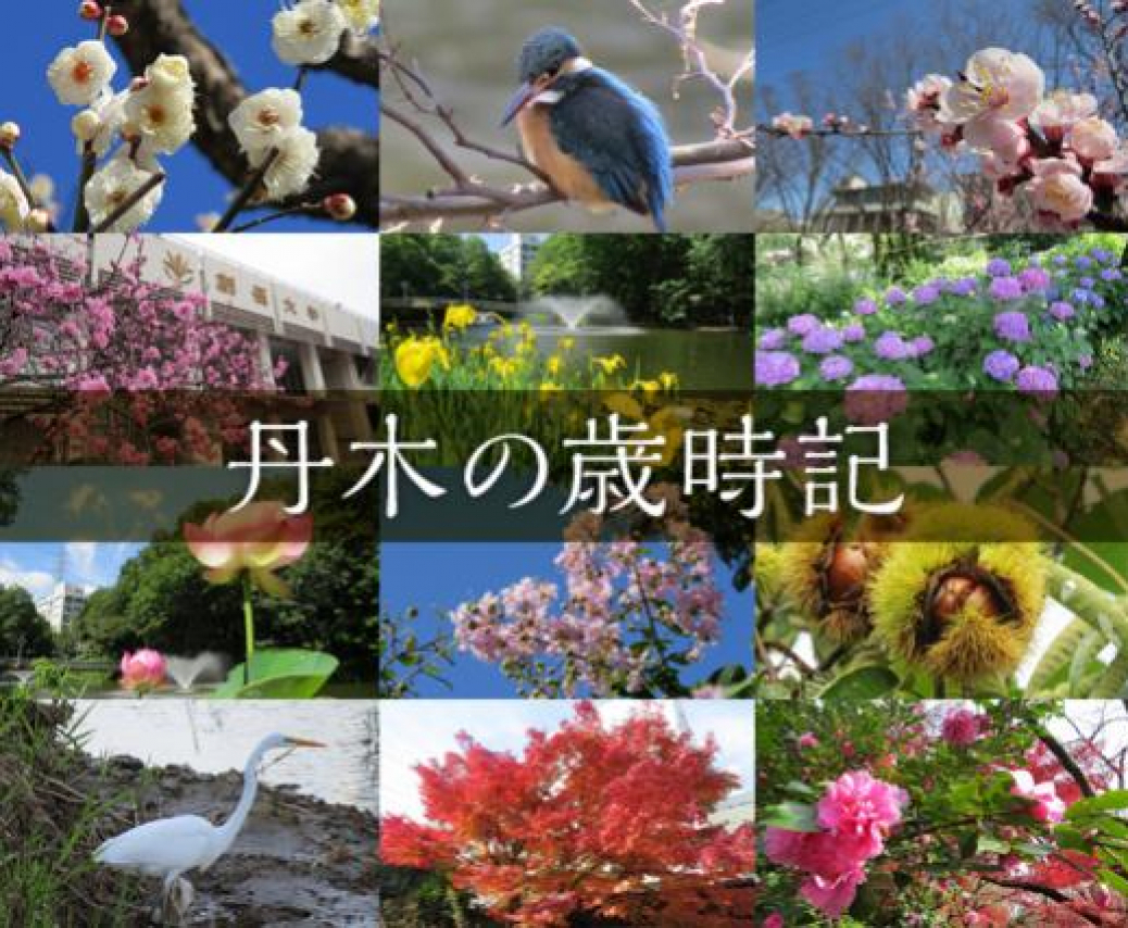 丹木の歳時記2022　葉月（二）