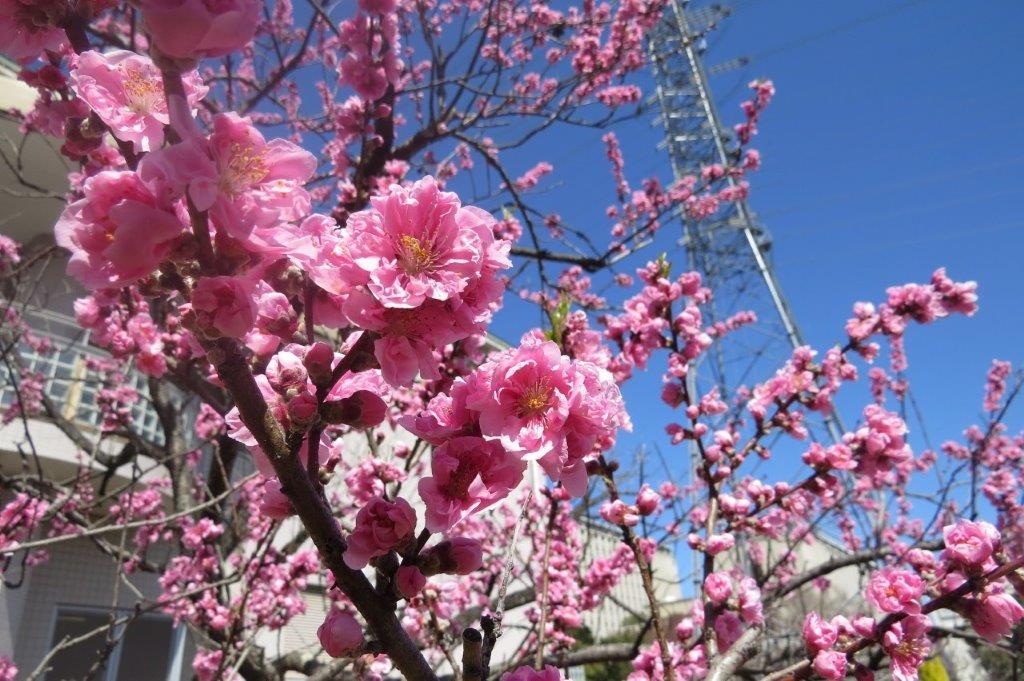 花桃（ハナモモ）