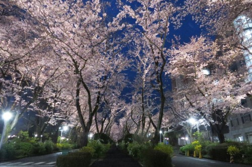 本学キャンパスの桜並木をライトアップします【3月30日～4月5日（予定）】