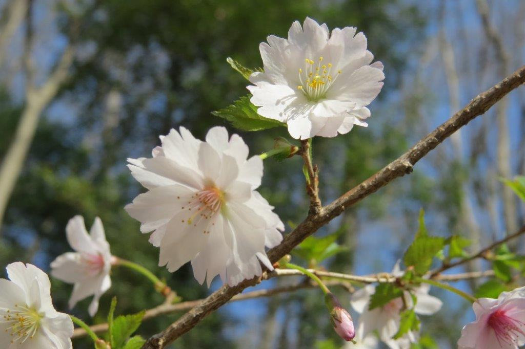桜