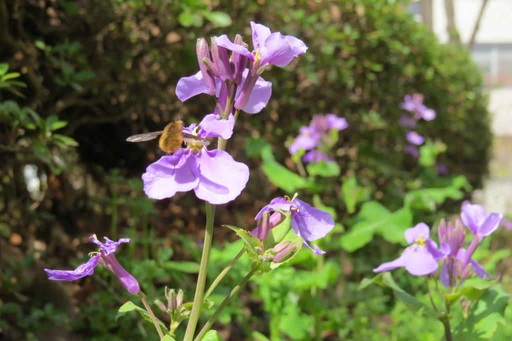 花大根（ハナダイコン）