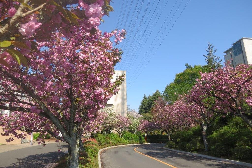 八重桜（ヤエザクラ）