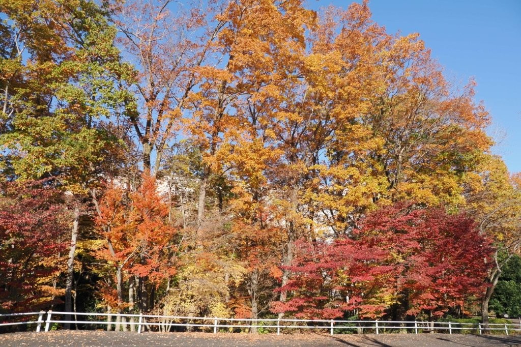 池田記念講堂側