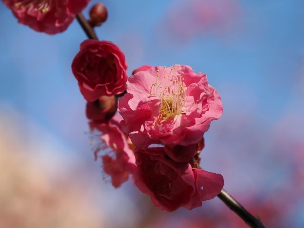 紅梅