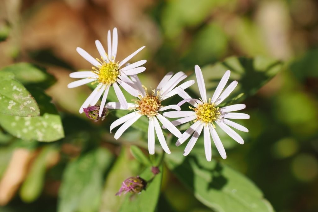 野菊（ノギク）