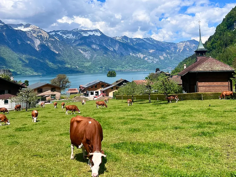 アルプスの山々と牧草地で草を食べる牛たちの風景