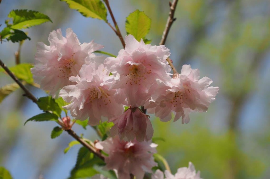 八重桜