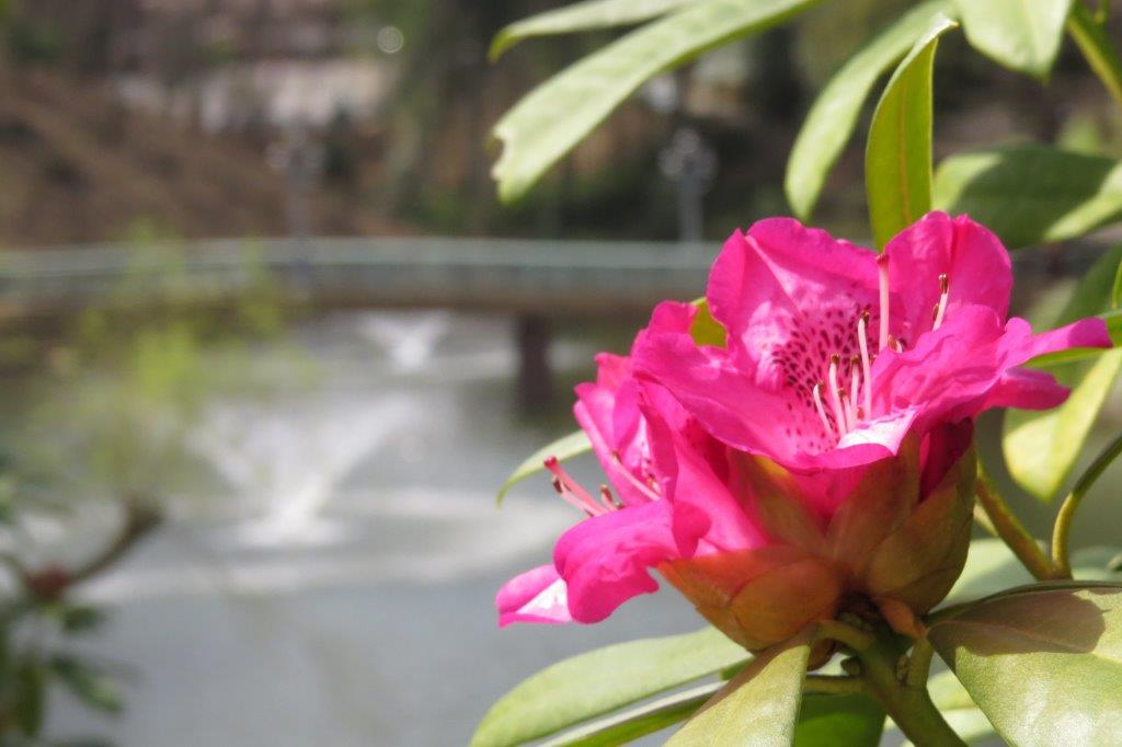 石楠花（シャクナゲ）