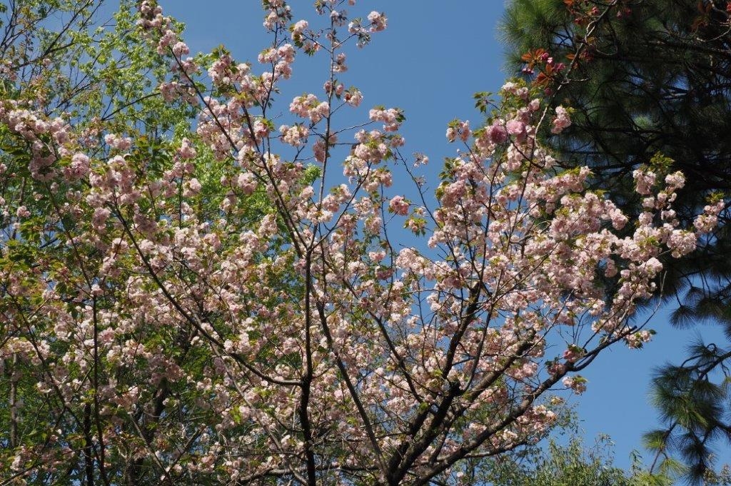 八重桜