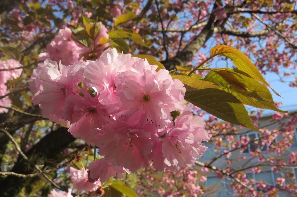 八重桜（ヤエザクラ）