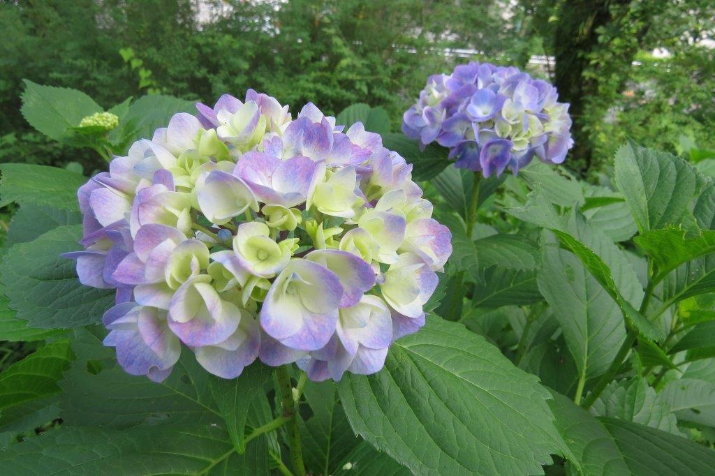 紫陽花（アジサイ）
