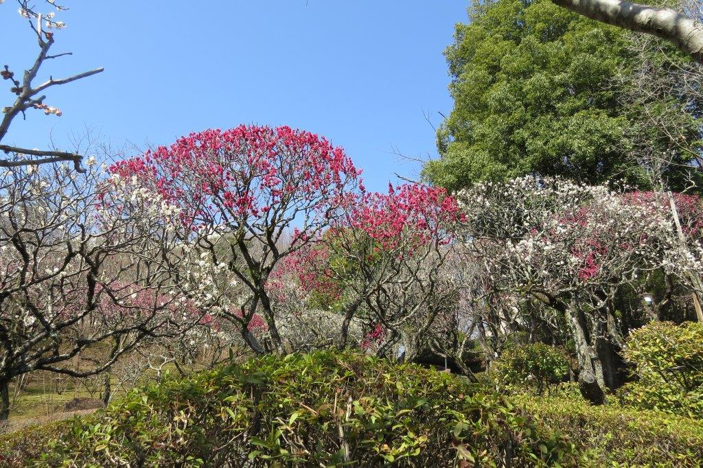 平安の庭