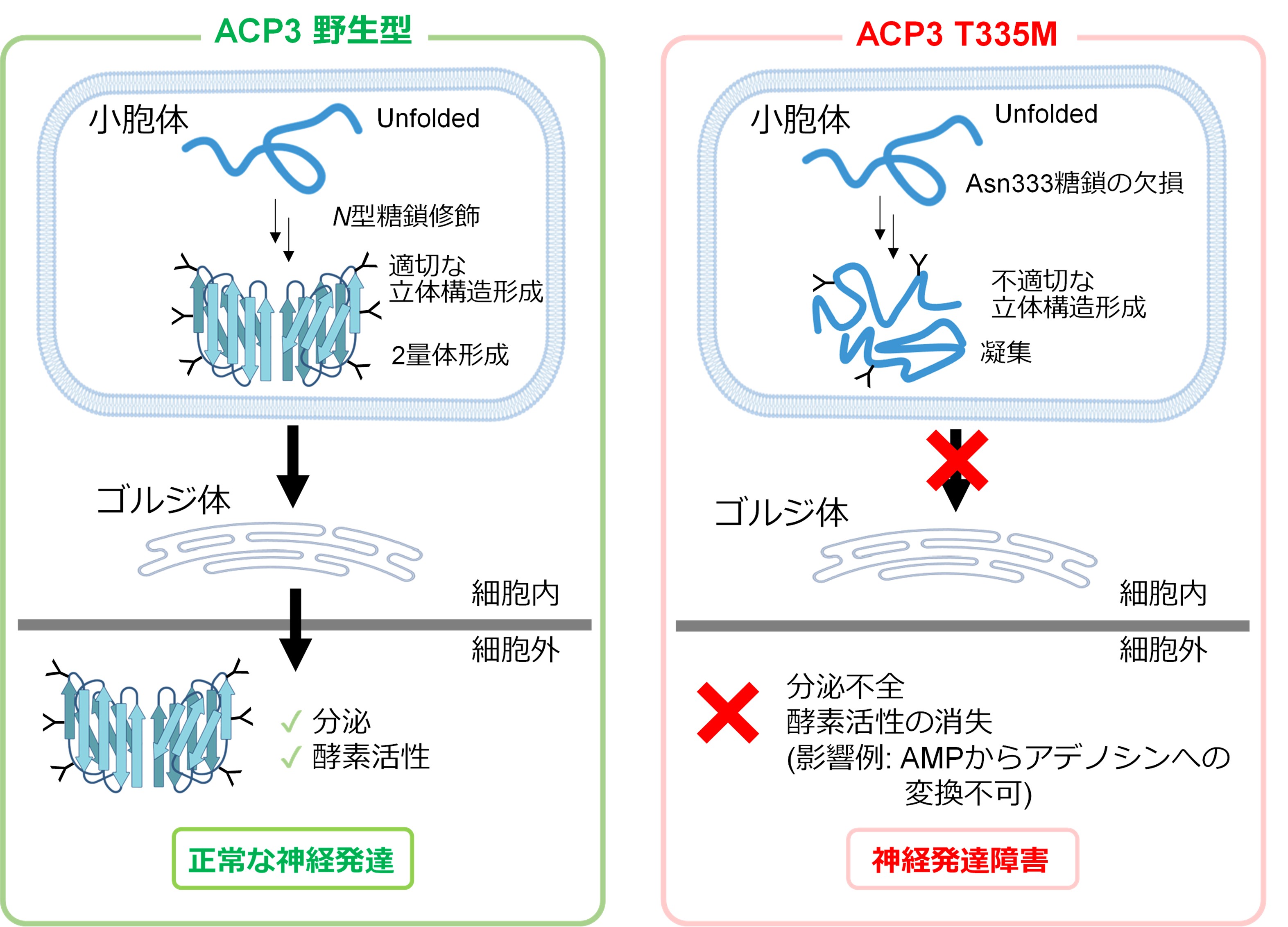 図2　ACP3のT335Mバリアントが神経発達の障害につながる仕組み（推定）
