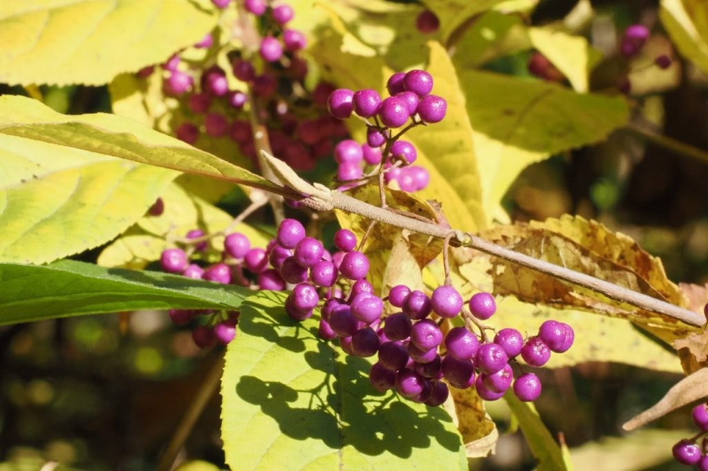 紫式部（ムラサキシキブ）
