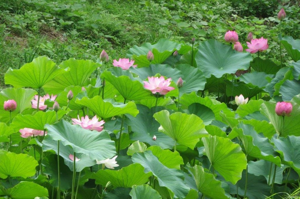 蓮