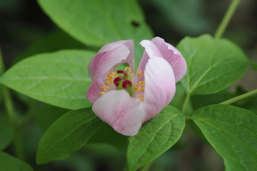 紅花山芍薬（ベニバナヤマシャクヤク）