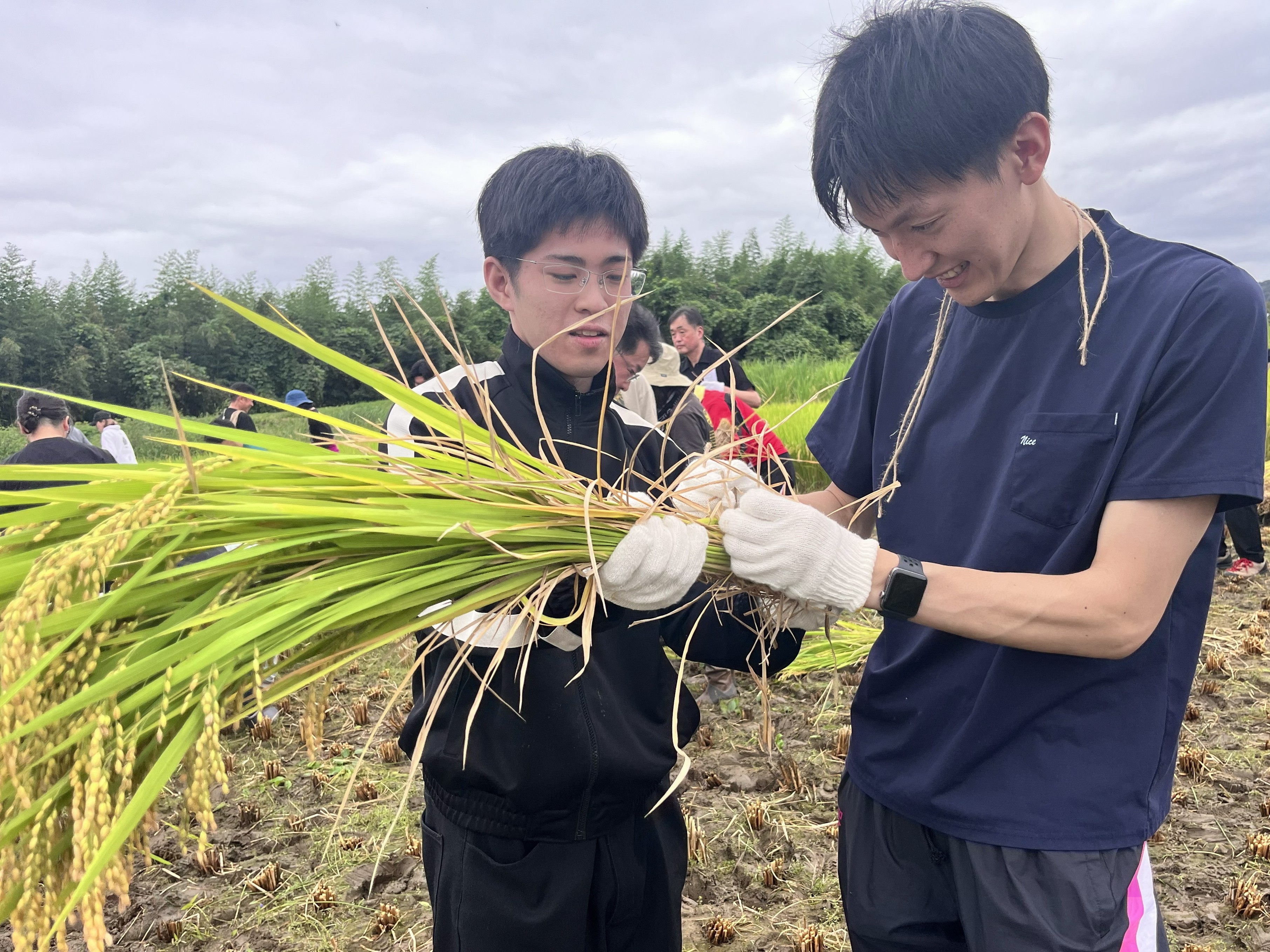 創価大学生が八王子市高月町での稲刈りイベントに参加しました