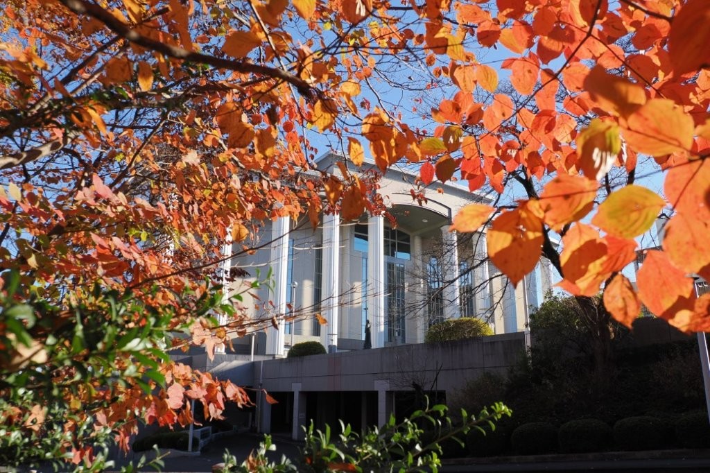 紫式部（ムラサキシキブ）