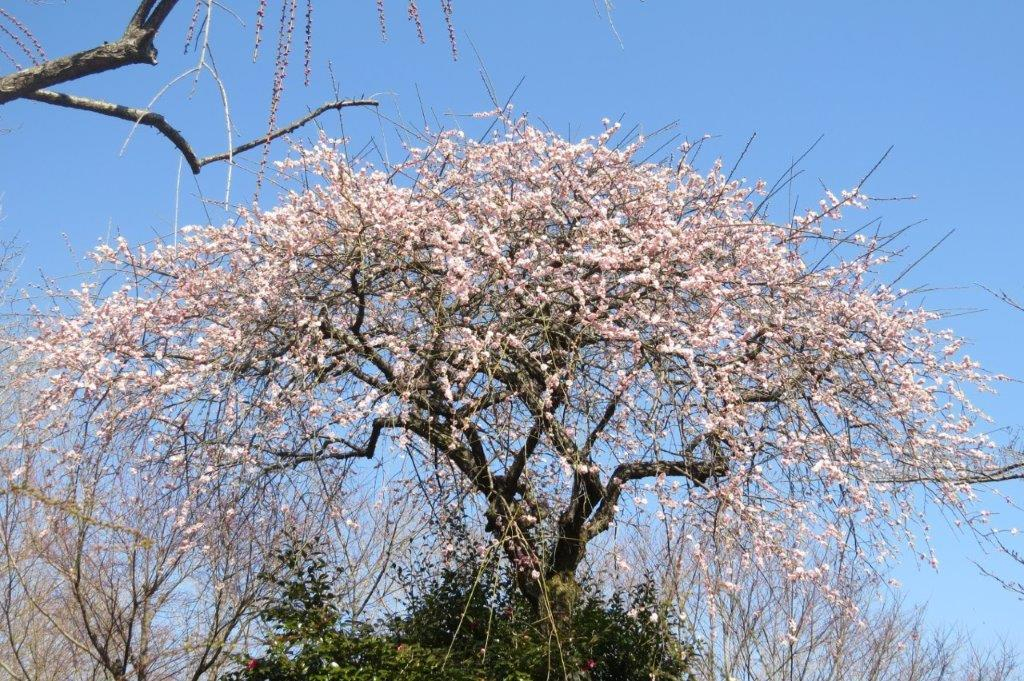 枝垂れ梅