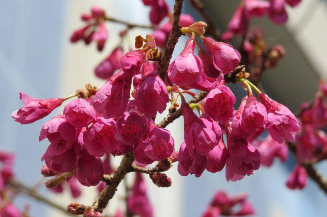 寒緋桜（カンヒザクラ）