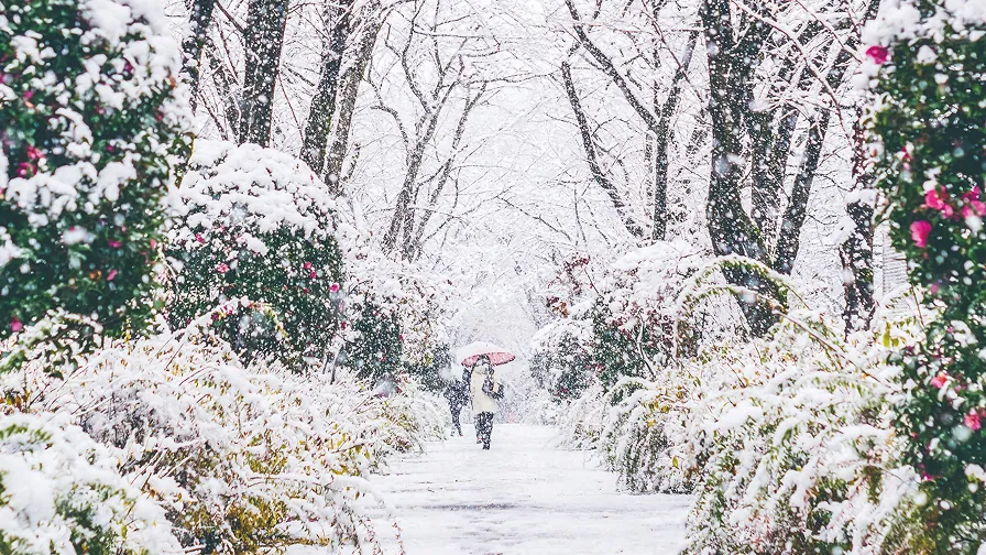 雪が降り積もるキャンパスを、傘をさして歩く女性