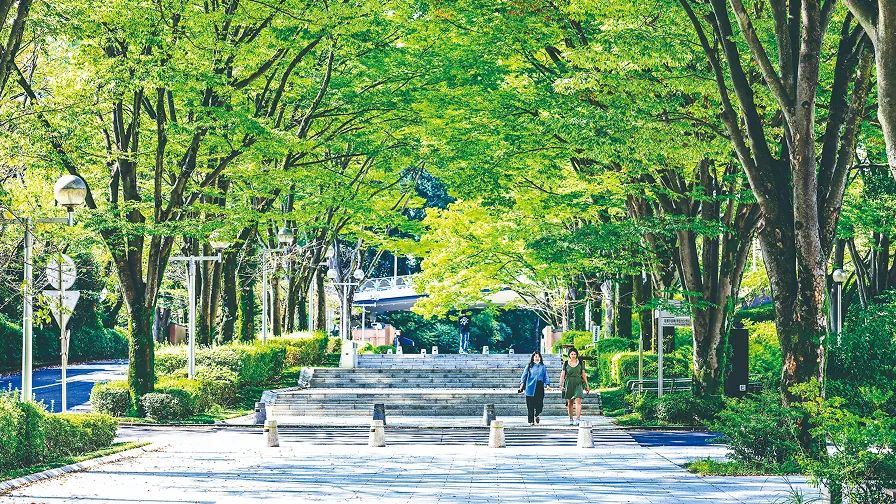 新緑の並木道を歩く人たち