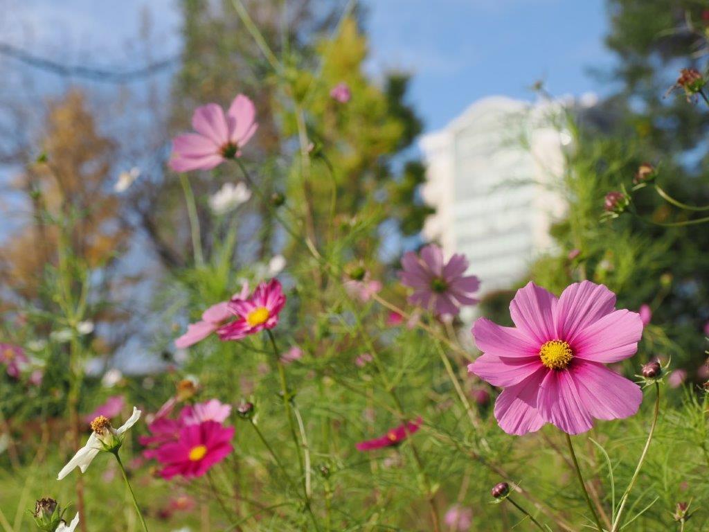秋桜（コスモス）