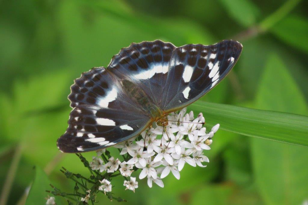 メスグロヒョウモン♀