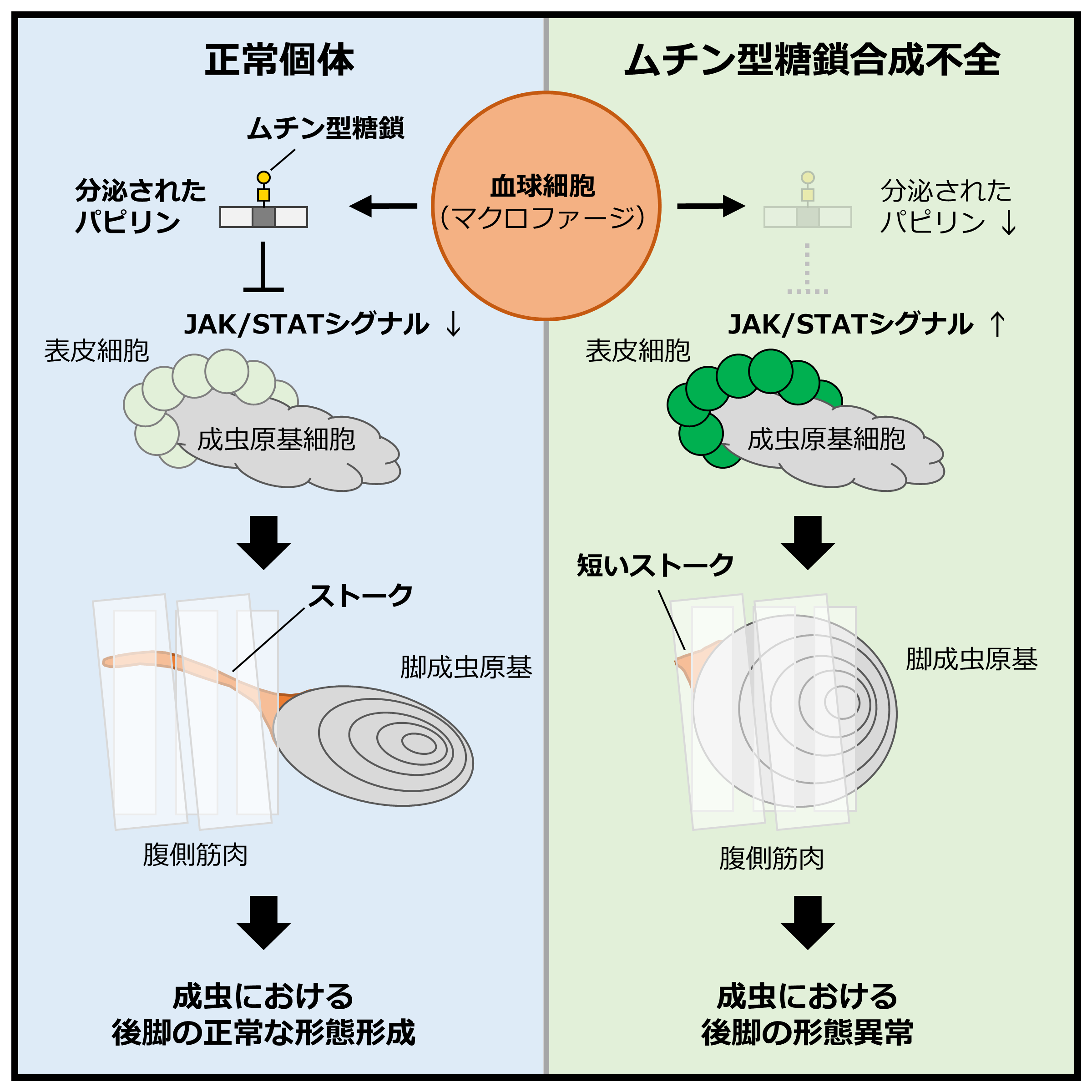 西原祥子所長の研究室で実施された研究成果が、米国 Cell Pressの発行する「iScience」に掲載されました