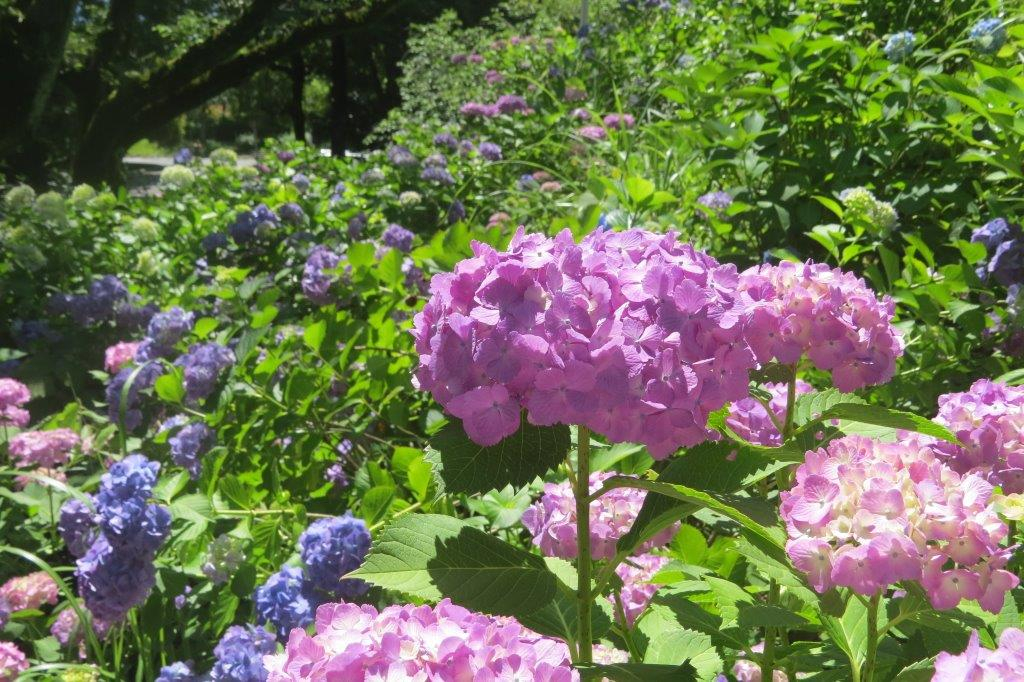 紫陽花（アジサイ）