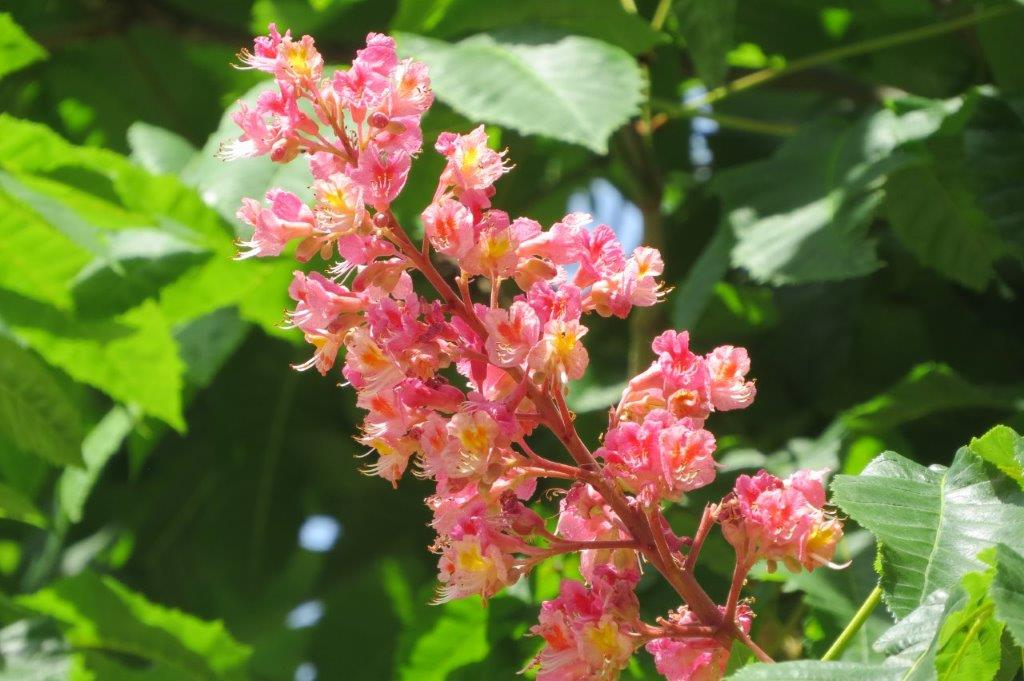 紅花栃木（ベニバナトチノキ）