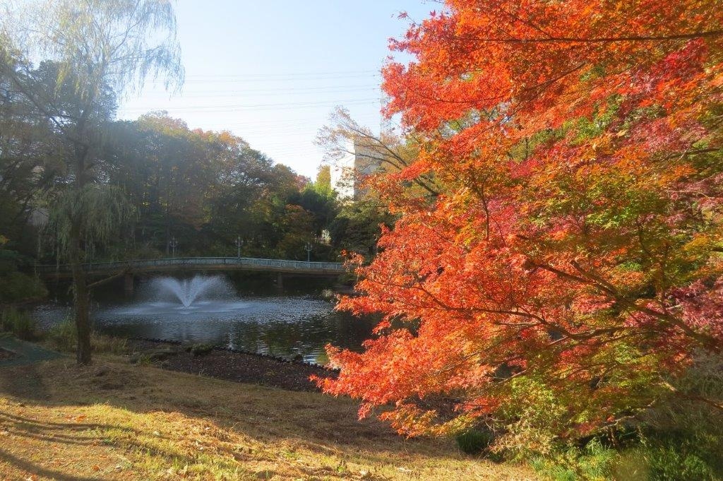 文学の池